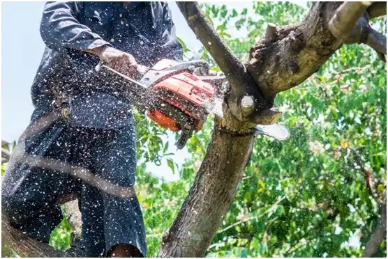 tree services Exeter